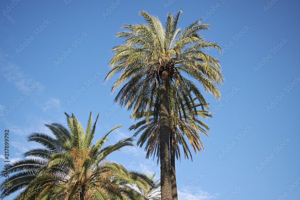 Naples, Italy - July 23, 2018 : Palm trees