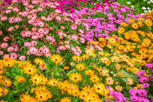 Fototapeta Naklejka Na Ścianę i Meble -  beautiful field of colorful african daisies Dimorphoteca, Osteospermum  like background in garden, close up