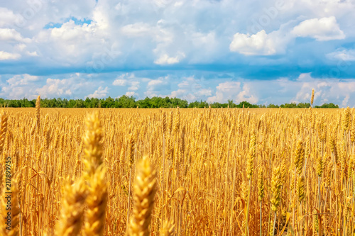 beautiful wheat plantation, rural scene in sunny day
