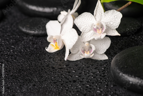 spa concept of zen stones, white orchid