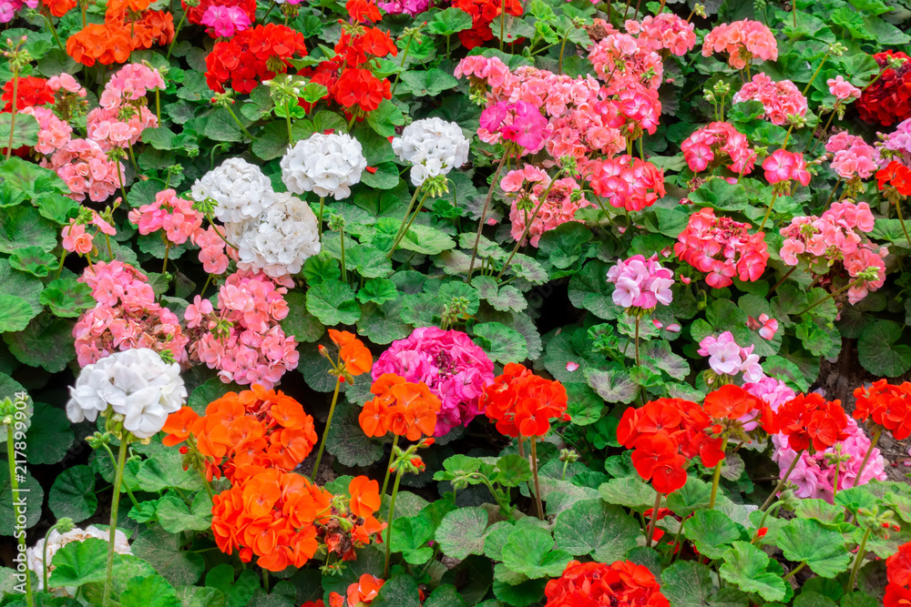 beautiful flower bed of colorful blooming geranium like background in park  Stock Photo | Adobe Stock