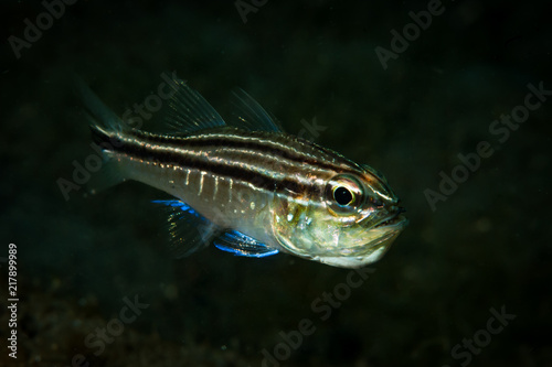 Mud-Bay Cardinalfish Apogon sp. 6 © Francesco