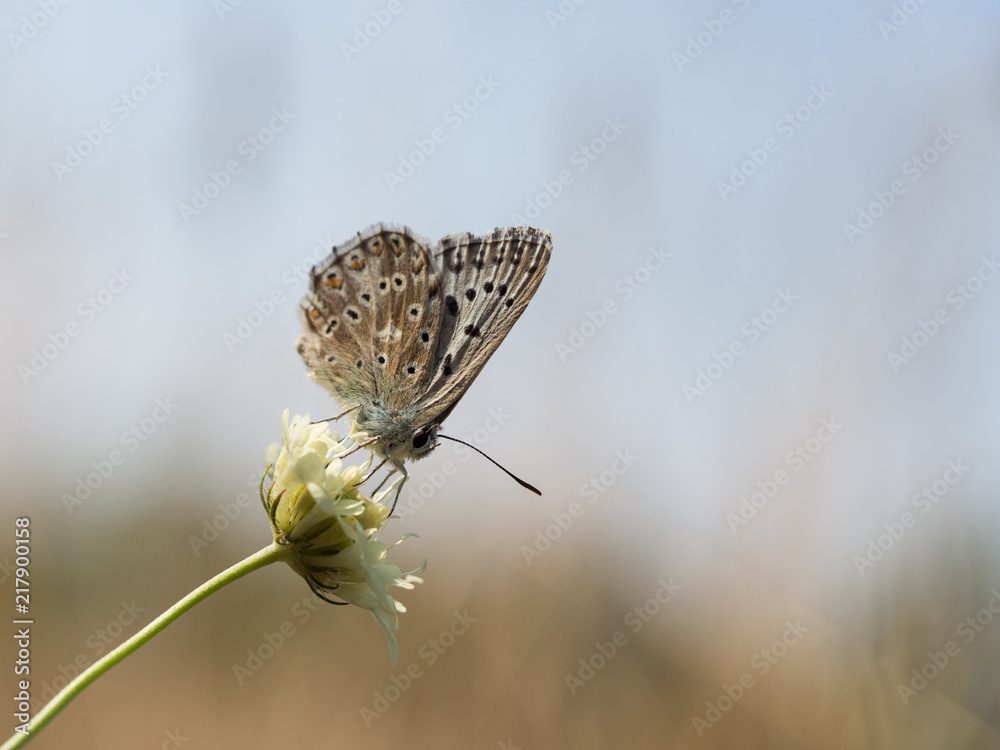 Fototapeta premium The chalkhill blue (Polyommatus coridon) is a butterfly in the family Lycaenidae.