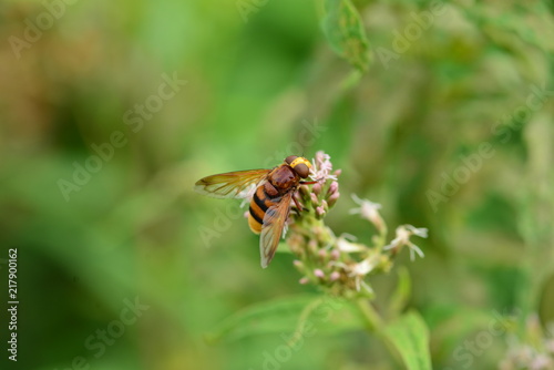 Banded Hoverfly, U.K.  Non stinging or biting Summer insect. © alagz