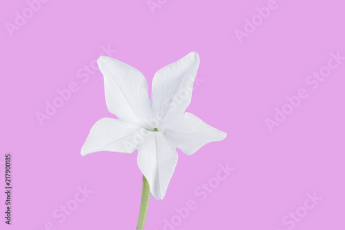 Bbeautiful white tobacco flower isolated on a pink background