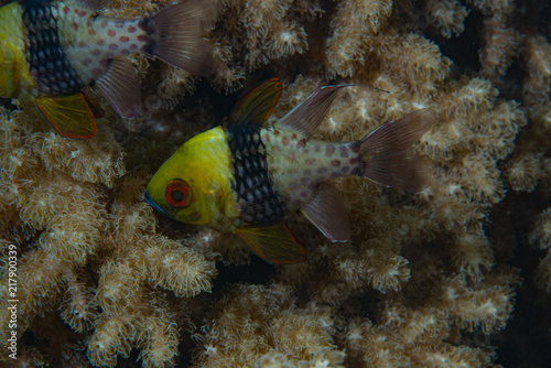 Fototapeta Naklejka Na Ścianę i Meble -  Pajama cardinalfish Sphaeramia nematoptera