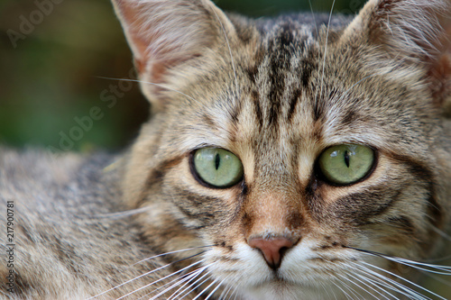 head of a gray striped European Shorthair cat