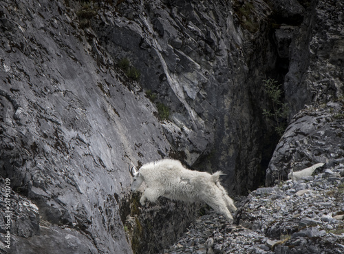 Leaping Mountain Goat on Rugged Cliff