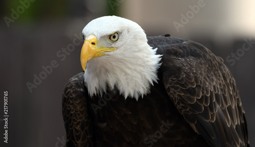 Bald Eagle posing at the Zoo