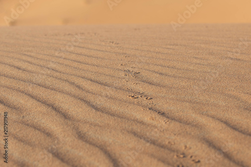 tracks in sand