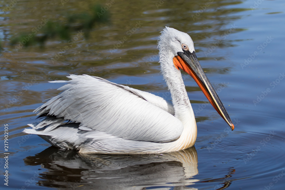 Pélican frisé (pelecanus crispus) Pélican frisé (pelecanus crispus)