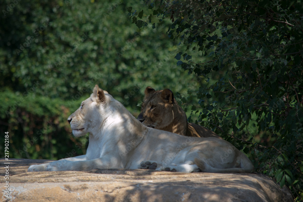 Naklejka premium leonessa