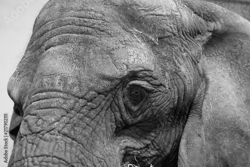 BW elephant eye