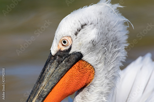 Portrait de pélican frisé (pelecanus crispus)