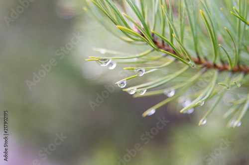 dripping pine needles