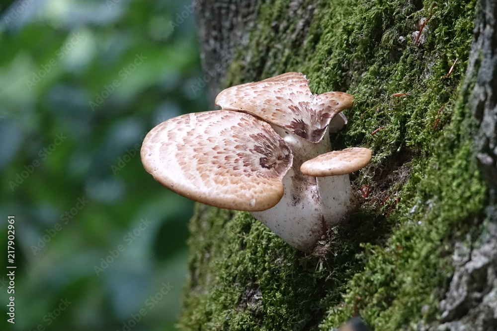 Fungus on tree