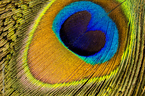 Close-up peacock feather © Jill