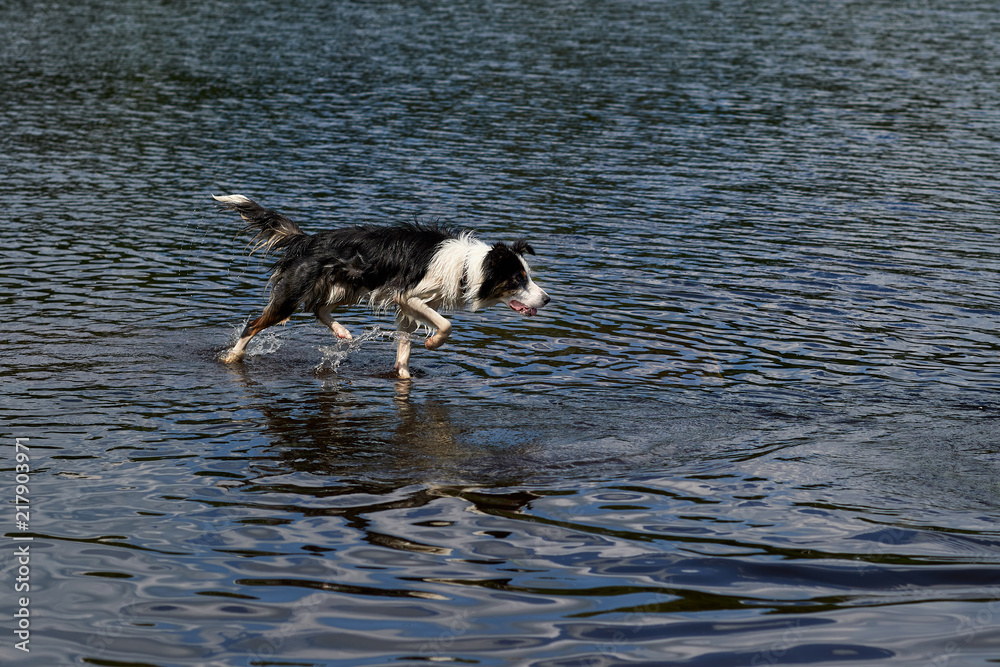 Border Collie dog baths on the lake.