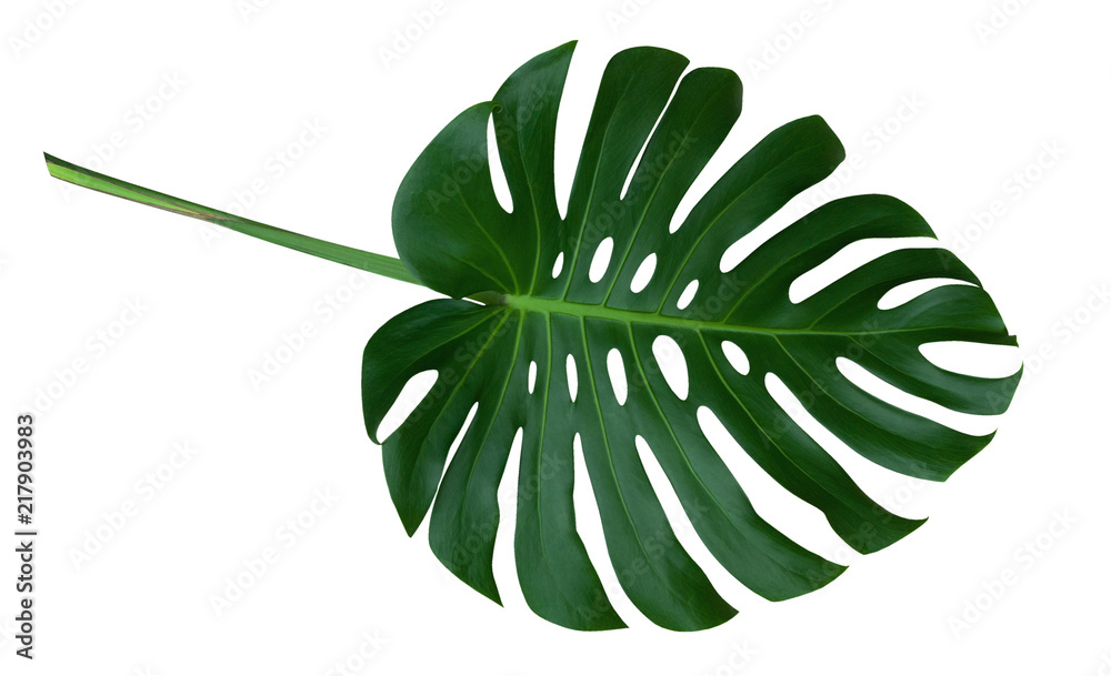 Green monstera plant leaf with stalk, the tropical evergreen vine isolated on white background, clipping path included - obrazy, fototapety, plakaty 