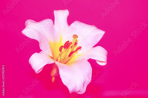 Bright colorful lily flowers. Floral background.