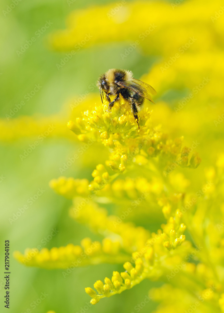 A bumblebee collects nectar from a flower. A bumblebee collects nectar from a flower.