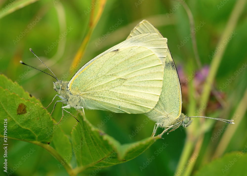 Copulation of butterflies in nature. Copulation of butterflies in nature.