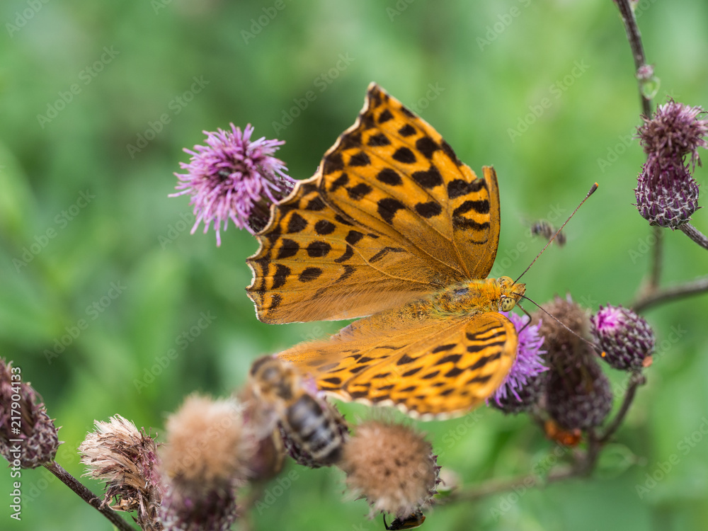 The silver-washed fritillary butterfly (Argynnis paphia) The silver-washed fritillary butterfly (Argynnis paphia)