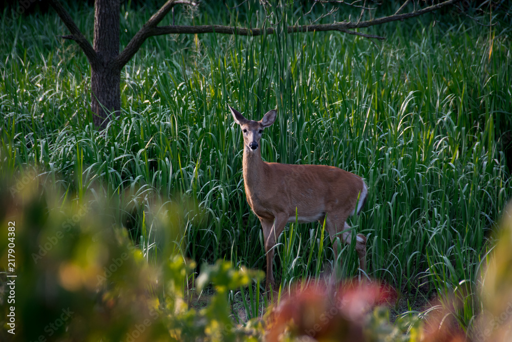 Deer Deer