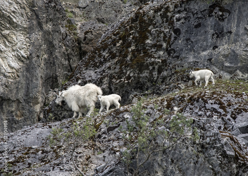 Mountain Goat Mama and Babies, Glacier Bay, Alaska