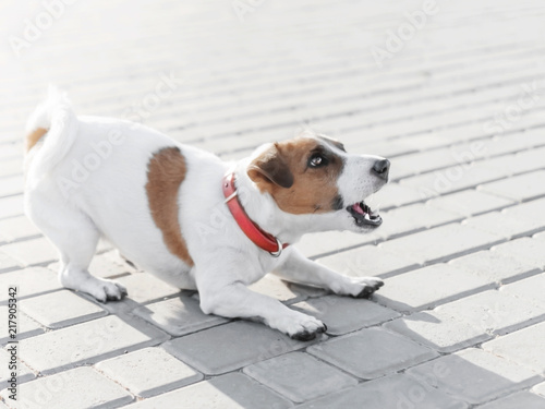 A small dog jack russell terrier in red collar running, jumping, playing and barking on gray sidewalk tile at sunny summer day