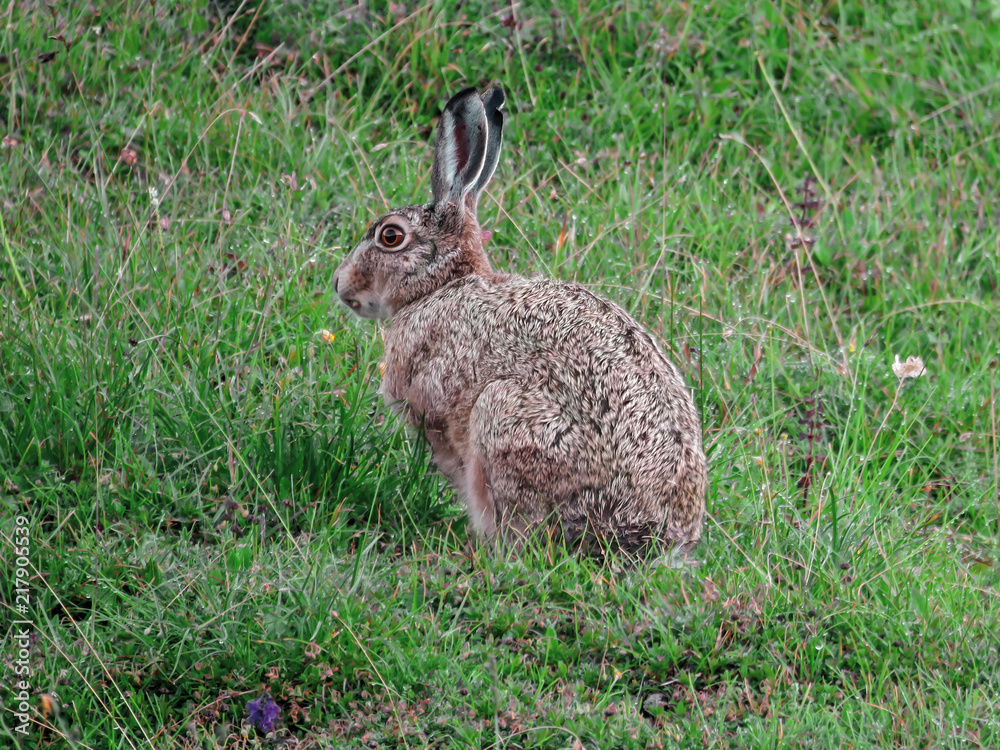 Fototapeta premium Hare (Lepus europaeus) in the pasture