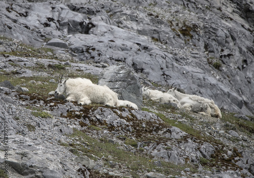 Resting Mountain Goats, Glacier Bay, Alaska