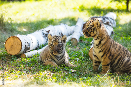 Photography Little cubs in the wild on the grass are cute and funny