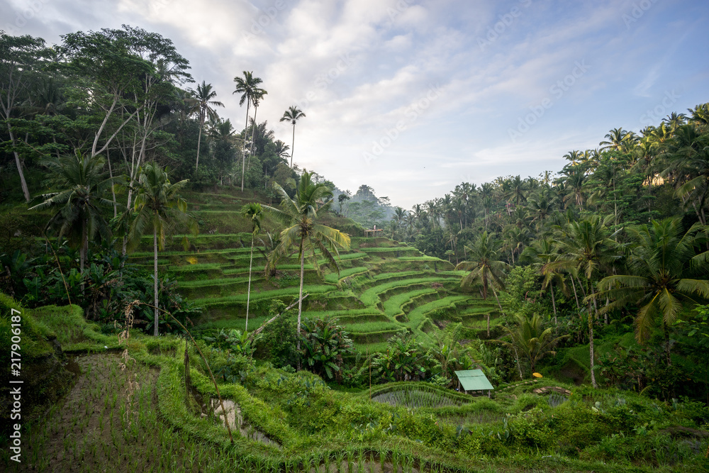 Tegalalang rice fields, Ubud, Bali