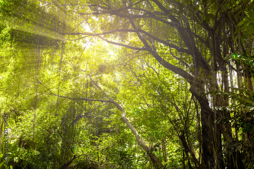 Landscape of fresh green foliage with the light rays through trees. © bignai