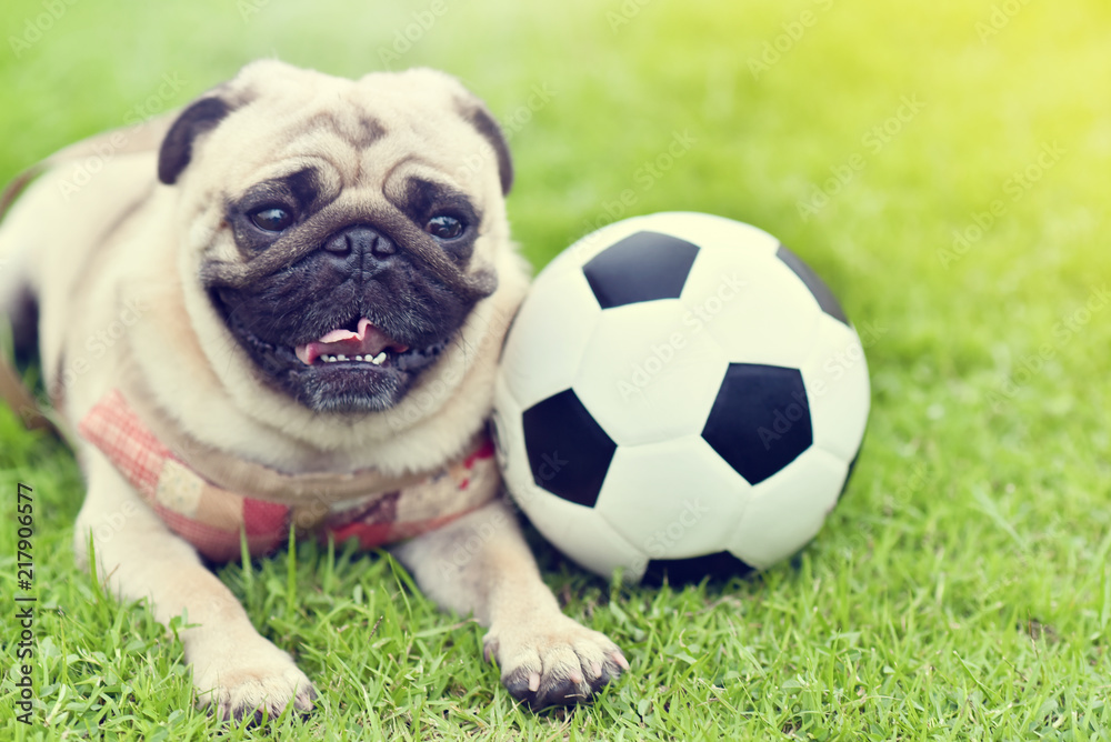 Cute brown Pug with football in garden