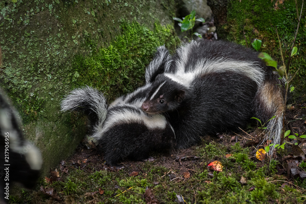 Striped Skunk (Mephitis mephitis) Watches Kit Striped Skunk (Mephitis mephitis) Watches Kit