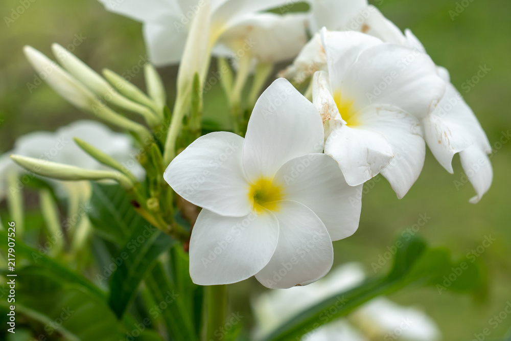 White flower in the garden White flower in the garden