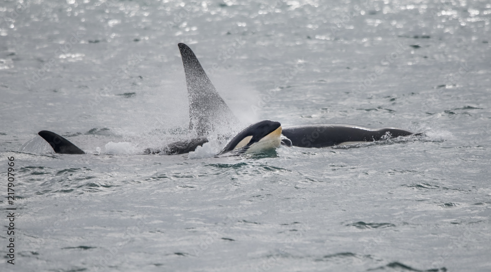 Fototapeta premium Mała Orka płynie z rodziną