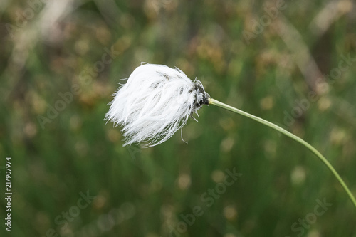 Closeup of Cottongrass (Eriophorum vaginatum) in the Bog “Grosses Torfhausmoor”, National Park of the Harz Mountains, Germany photo