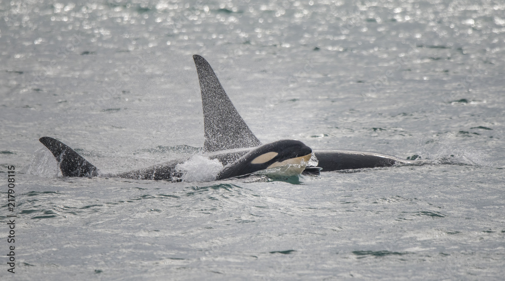 Obraz premium Baby Orca Swimming with Family, Alaska