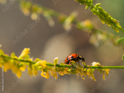 Multicolored Asian lady bug beetle