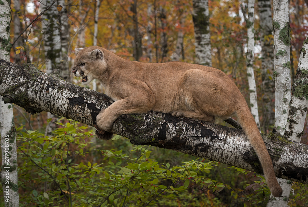 Fototapeta premium Snarling Adult Male Cougar (Puma concolor)