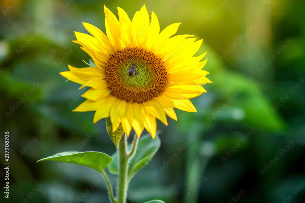 Honey bee covered with yellow pollen collecting nectar in flower. Animal is sitting collecting in sunny summer sunflower. Important for environment ecology sustainability. Awareness of climate change Honey bee covered with yellow pollen collecting nectar in flower. Animal is sitting collecting in sunny summer sunflower. Important for environment ecology sustainability. Awareness of climate change