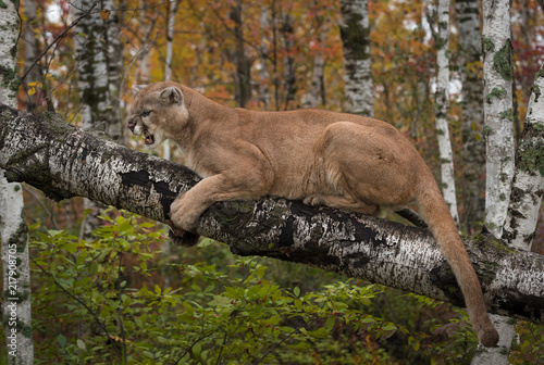 Snarling Adult Male Cougar (Puma concolor)