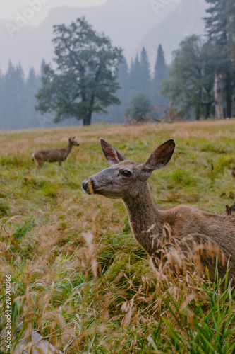 a cute sear in Yosemite national park, west coast, california, wild life photo