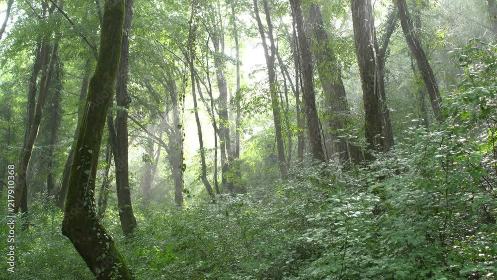 Sun light shines through rain forest In wild exotic tropical park Sun light shines through rain forest In wild exotic tropical park