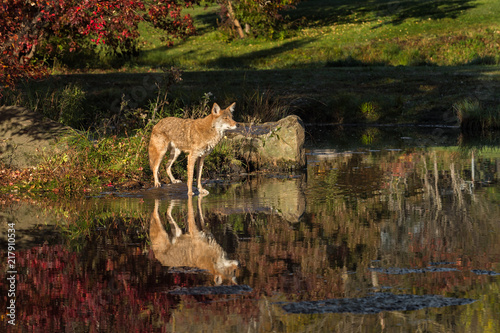 Coyote  Canis latrans  Looks Right From Island