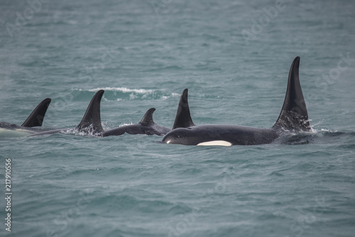 Orca Family, icy Strait, Alaska
