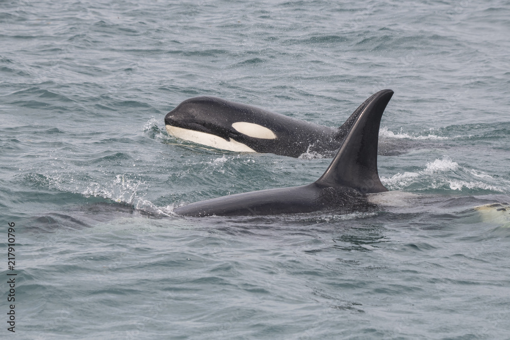 Naklejka premium Mała Orca i mama, Icy Strait, Alaska